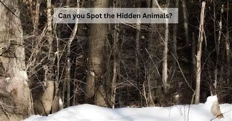 Hidden Animals Challenge: A Fun and Educational Game for All Ages