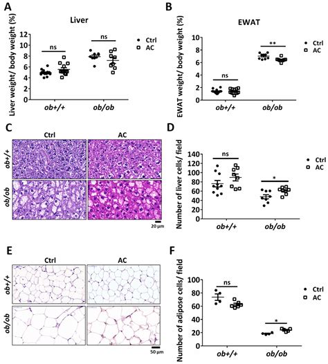 Antrodia cinnamomea Confers Obesity Resistance and Restores Intestinal ...