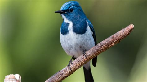 8 Bird Sanctuaries For Photographers To Capture India's Migration ...