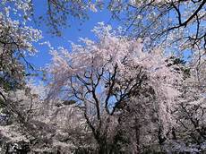 Nature Cherry Blossom Laptop Wallpaper by Cherry Blossom Desktop Wallpapers Wallpaper Cave Nature Cherry Blossom Laptop Wallpaper