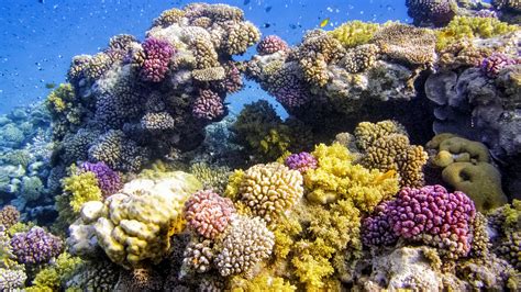 Coral reef on Red Sea, Marsa Alam, Egypt | Windows Spotlight Images