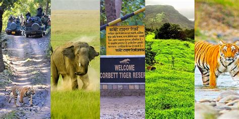 Gift Senior Citizen Jim Corbett tour | Jim Corbett tour package