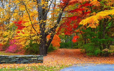 Autumn Pathway: A Vibrant HD Wallpaper of Fall Foliage