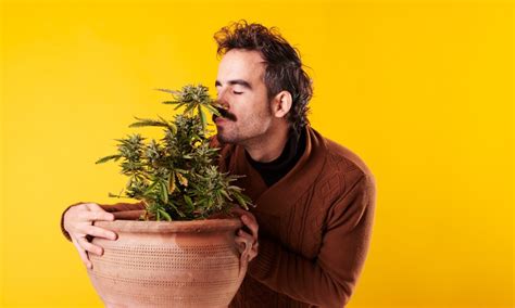 Why Your Weed Smells Different Now Than Yesterday