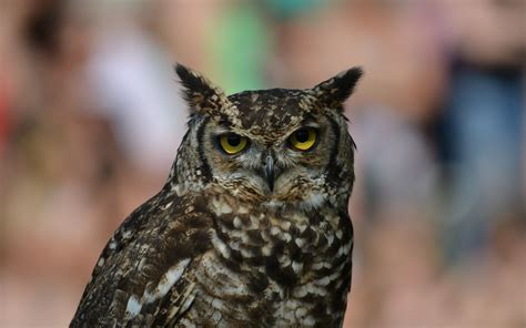 Download wallpaper 1920x1200 owl, eagle owl, bird, predator widescreen ...