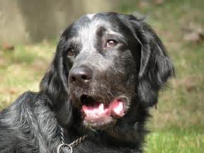 Is The Blue Picardy Spaniel A Good Breed Of Dog