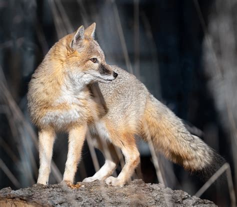 Swift Foxes | Havoc and Carrie's Family | Endangered Wolf Center | Endangered Wolf Center