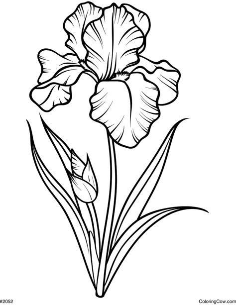 Iris Flower Coloring Page