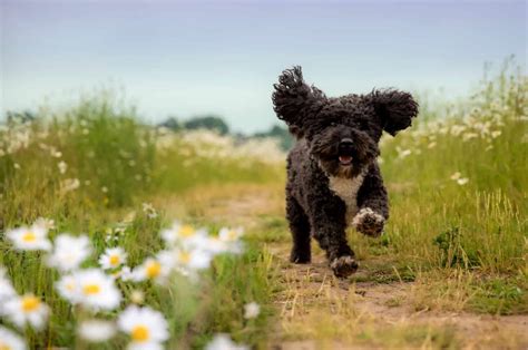 Image result for Cockapoo Running