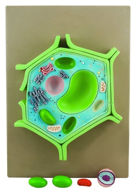 3d Plant Cell Models