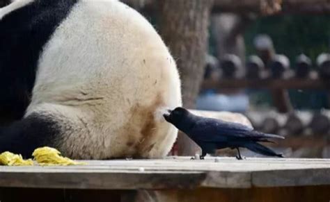 大熊猫被小鸟薅毛毫无反应淡定干饭 不愧是竹林隐士？ - 匠子生活