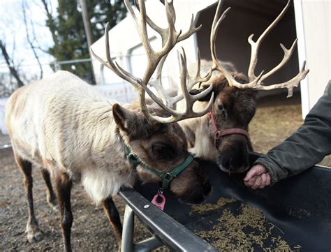 Greenwich Reindeer Festival returns with live animals and Santa