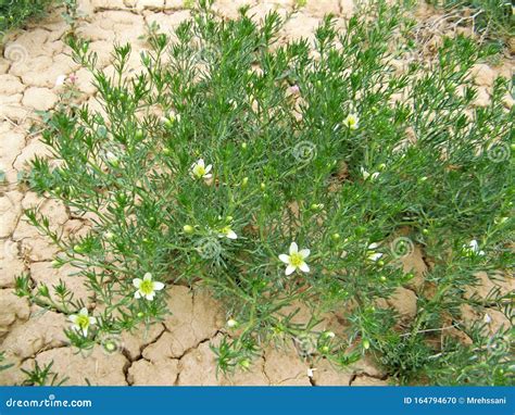 A Bush of Wild Rue or Peganum Harmala in Cracked Land Stock Photo ...