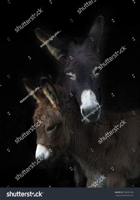 311 Two Female Donkeys Images, Stock Photos & Vectors | Shutterstock
