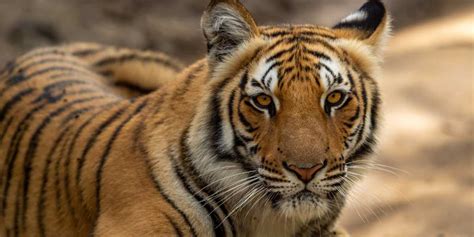 Visit Jim Corbett National Park In 2025 | Flamingo Travels