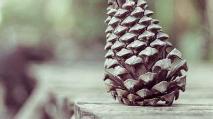Pine cone wallpapers hd, desktop backgrounds, images and pictures