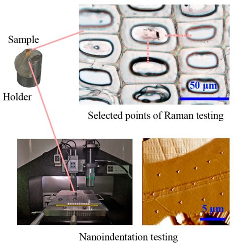 Chemical Structure and Mechanical Properties of Wood Cell Walls Treated ...