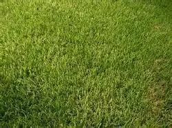 Bermuda Lawn Grass Seeds Online in India | Buy Lawn Grass Seeds ...