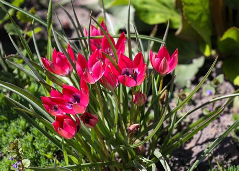 Are Tulips Perennials or Annuals? We Have Answers