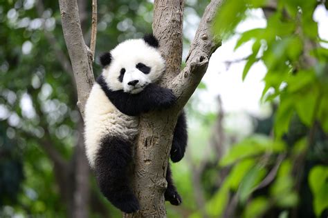 Adotta un Panda Rosso o un Panda gigante | Ohga!