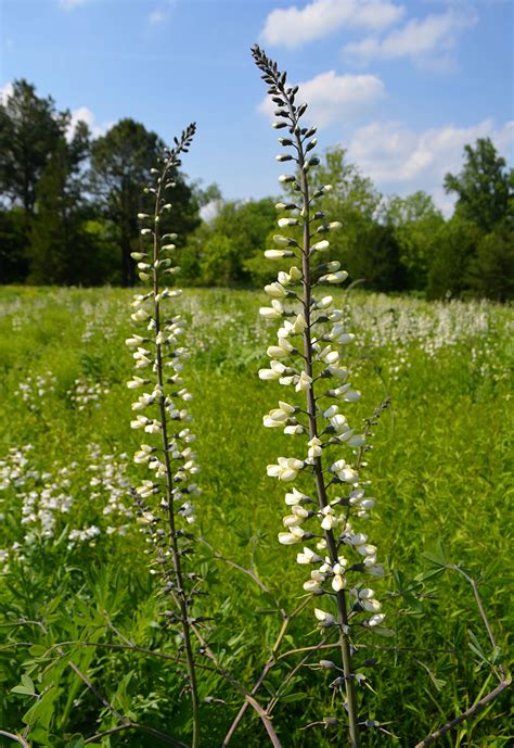 White Wild Flower Names at Lynda Austin blog