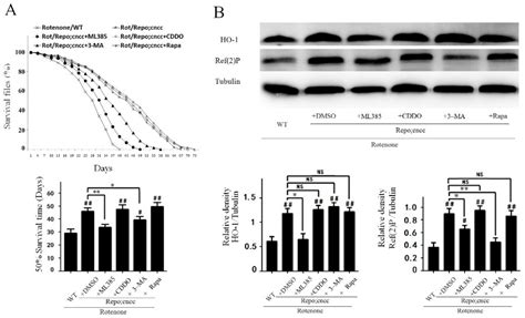 Activation of Nrf2 in Astrocytes Suppressed PD-Like Phenotypes via ...