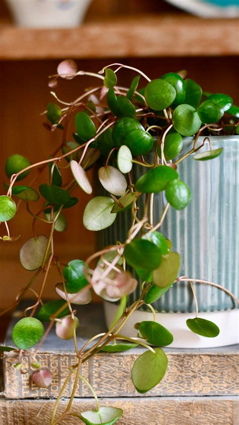 Baby Peperomia Pepperspot | String of Coins, Money Plant | Radiator Pl – Happy Houseplants