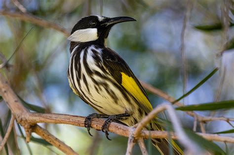 Australian Honeyeaters - Australia's Wonderful Birds