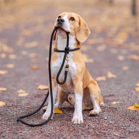 PawChamp Blog - Learn more about dog care and dog training