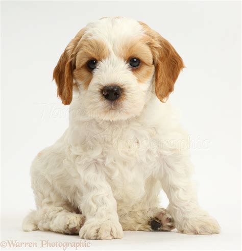 Image result for Cockapoo Puppy