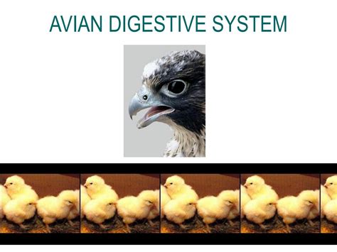 SOLUTION: L4b avian digestive system - Studypool