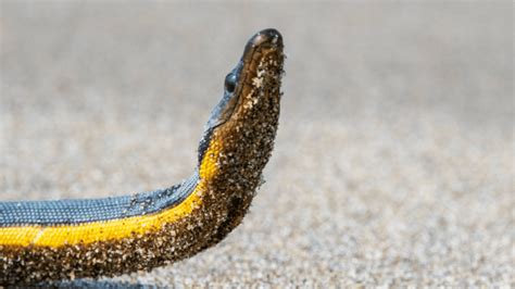 Top 10 Fastest Snakes In The World | Sidewinder To Black Mamba