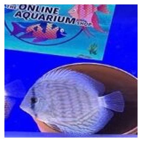 Image result for Blue Turquoise Discus