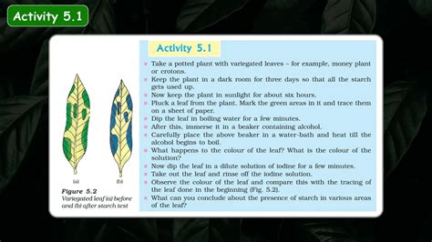 Image result for Life Process Class 5 Kind Story