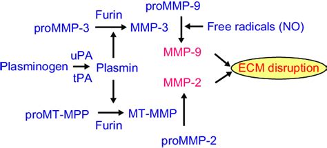 Image result for MMP Pool