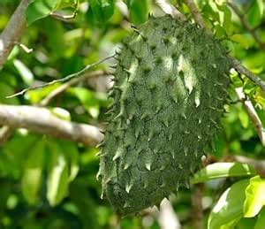 ARIYA Rare Exotic Plant Carousel Fruit Soursop Fruit Lakshman Phal ...
