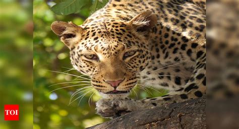 Leopard spotted at villages near Hinjewadi in Pune | Pune News - Times ...