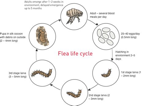 Dog keeps scratching | Royal Canin IN