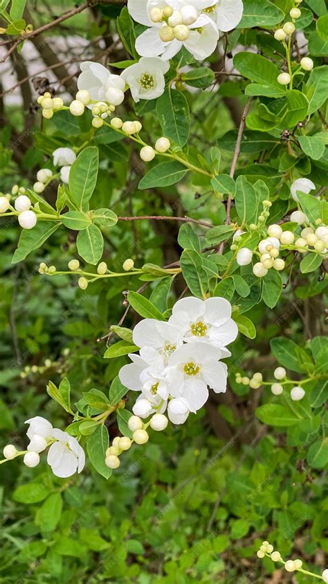 Premium Photo | White flowers on the branches of a bush in the garden ...