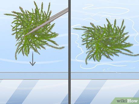 How Tall Do Java Moss Grow 的图像结果