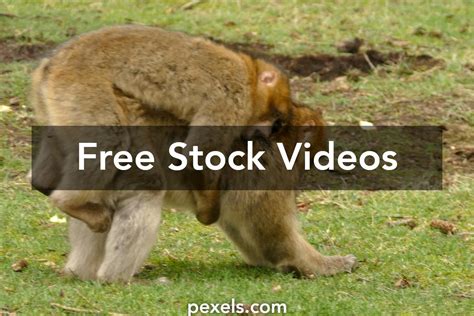 Primate Behavior 的图像结果