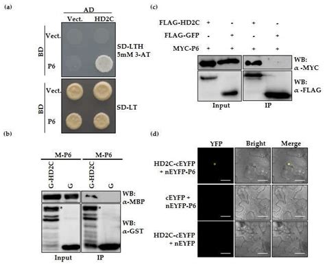 Cauliflower mosaic virus P6 Dysfunctions Histone Deacetylase HD2C to ...