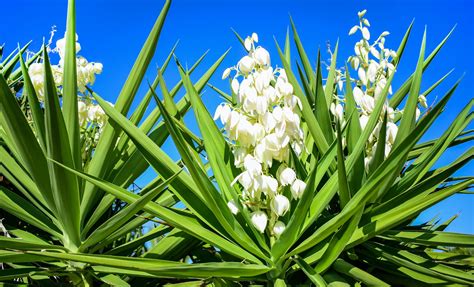Yucca Plant Care & Growing Tips | Horticulture.co.uk