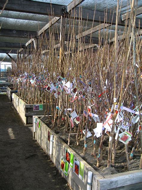 Bare Root Season: A Berry, Fruity & Nutty Time 2025-26 - Harmony Farm ...