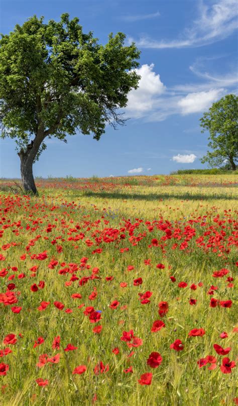 Download wallpaper field, summer, tree, Maki, section nature in ...