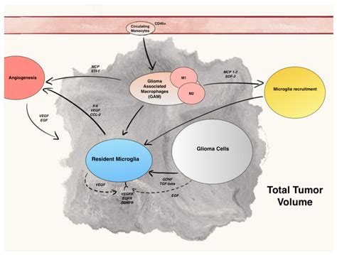Tumor Microenvironment in Glial Neoplasm | Encyclopedia MDPI