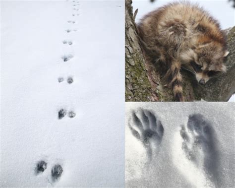 Snow Tracks | U.S. Fish & Wildlife Service