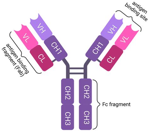 Fc-Engineered Therapeutic Antibodies: Recent Advances and Future Directions