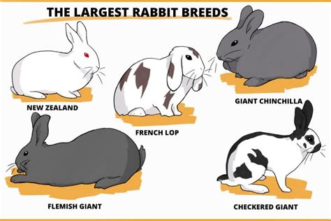 Python vs Large Rabbit Size 的图像结果