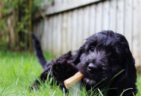 Image result for Flat Coat Cockapoo